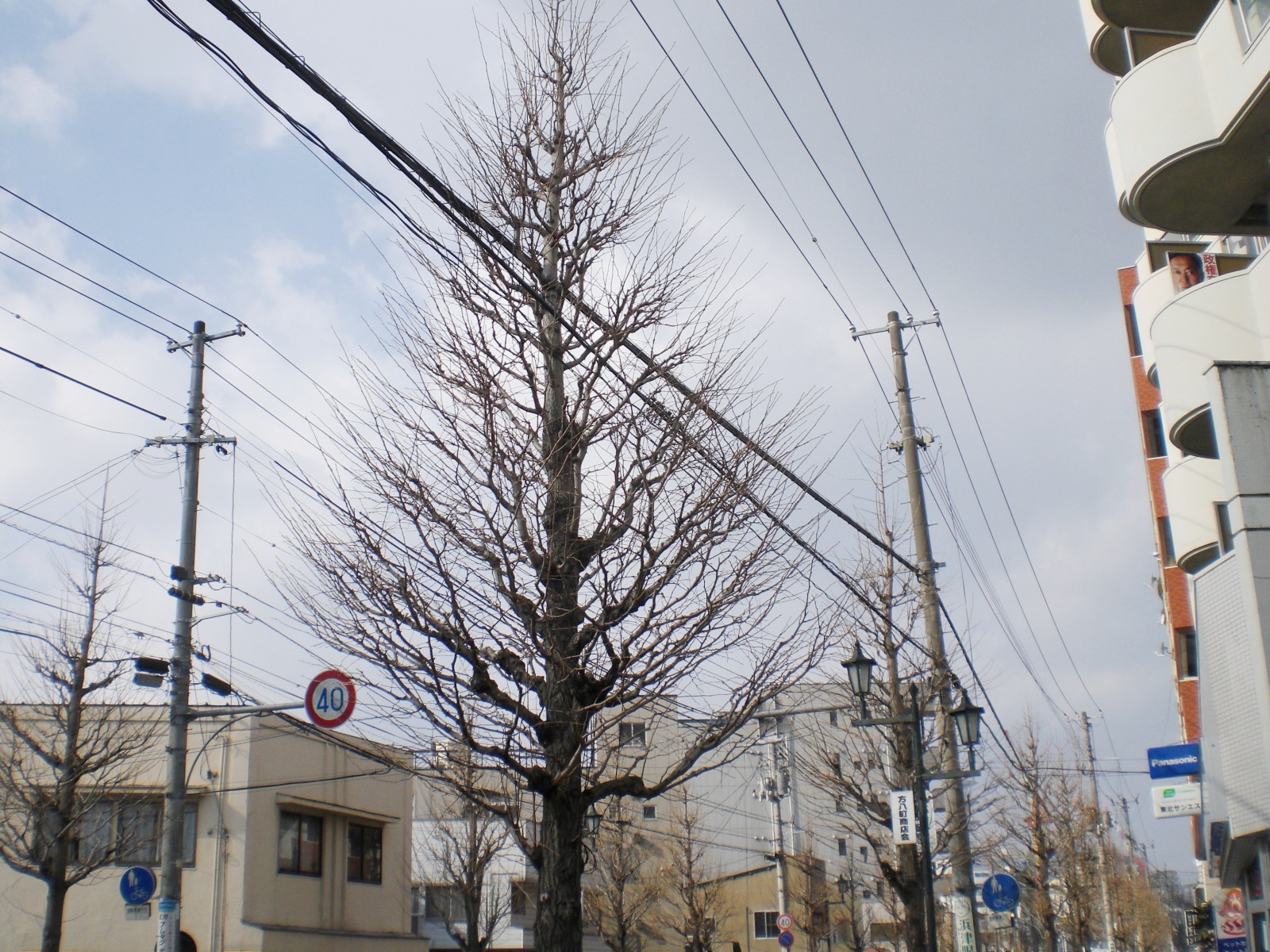 街路樹管理（郡山市）