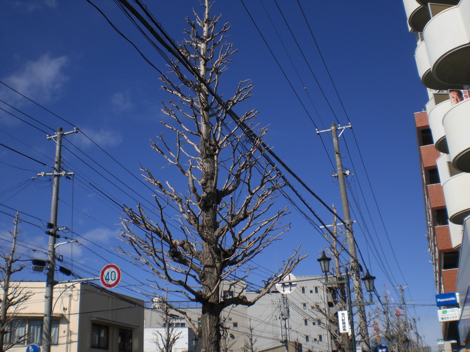 街路樹管理（郡山市）