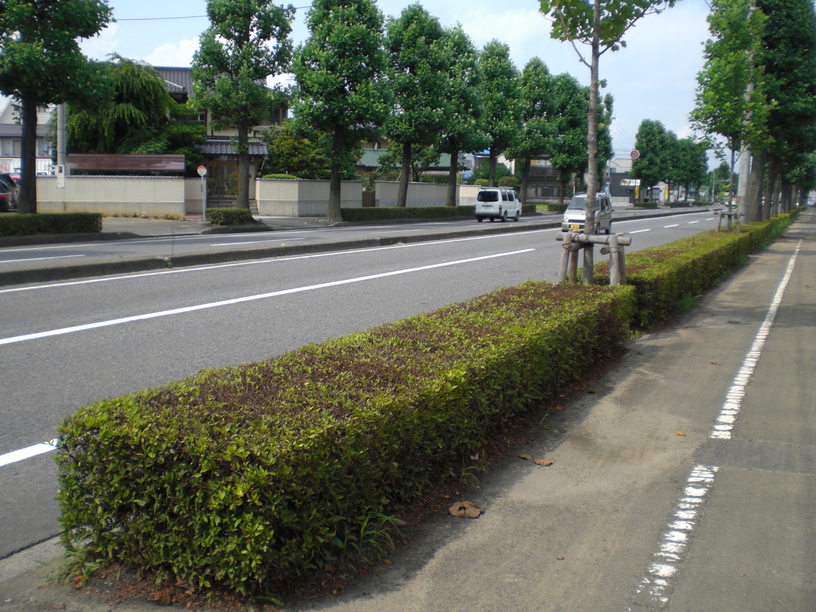 街路樹管理（郡山市）