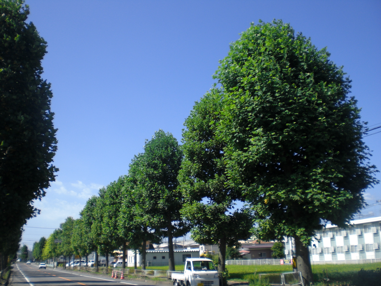 街路樹管理（郡山市）