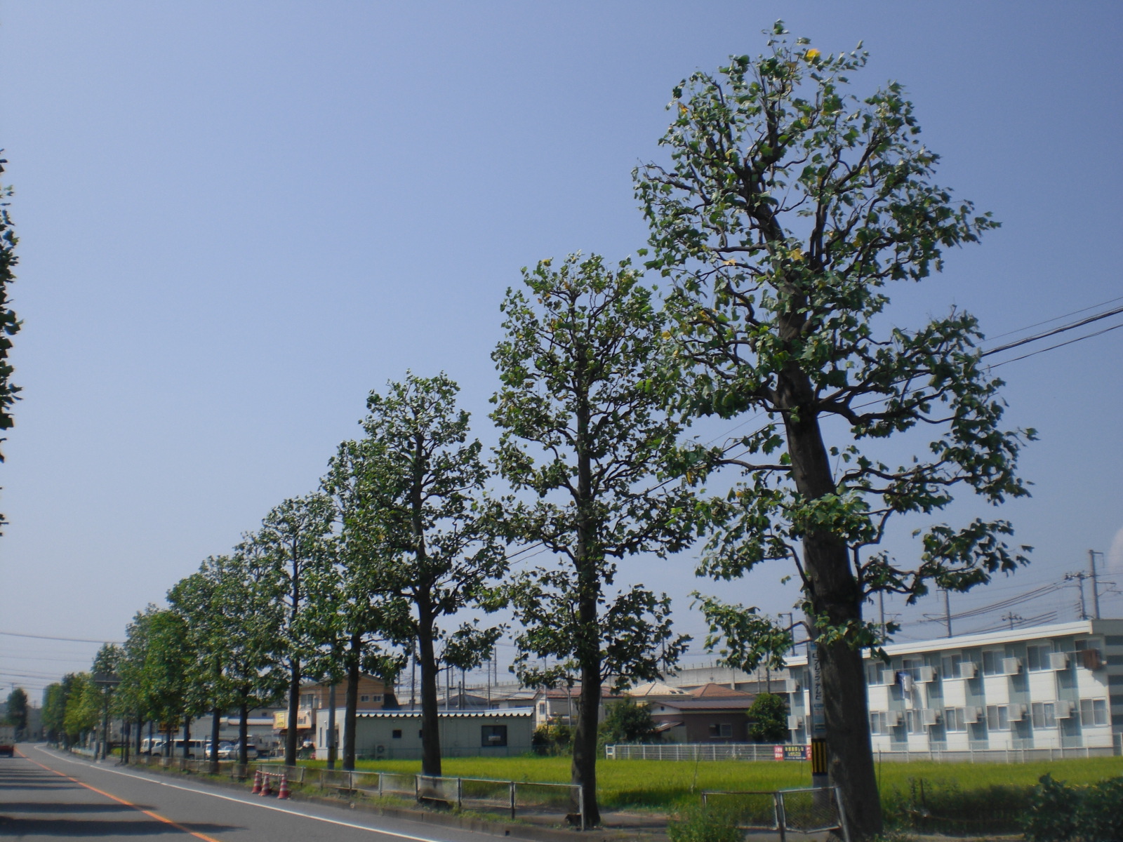 街路樹管理（郡山市）