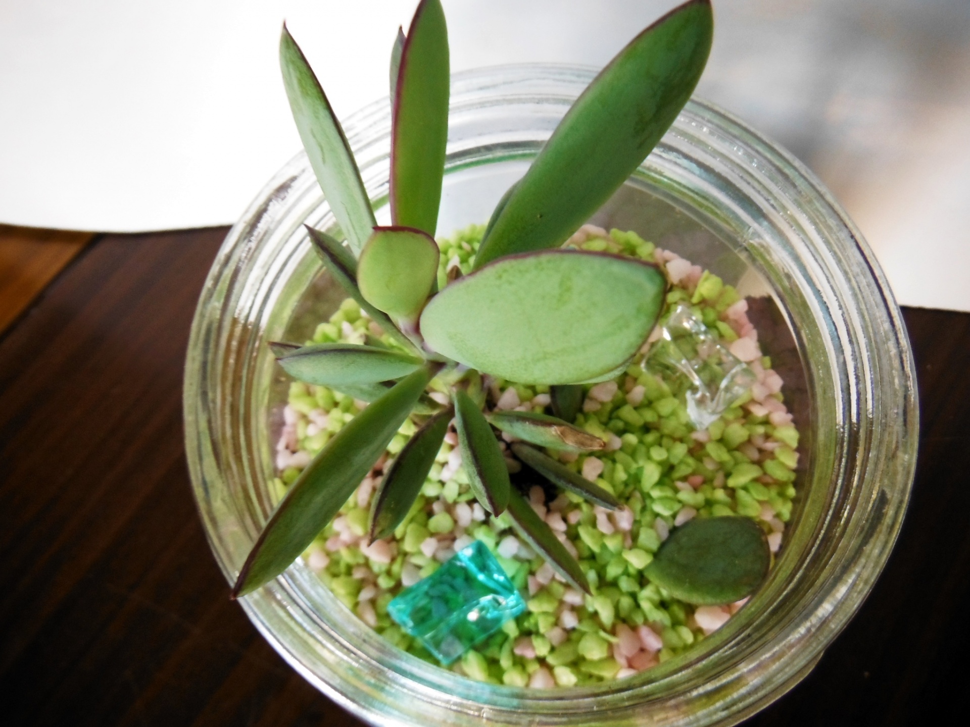 多肉植物の寄植えとコケ玉作り