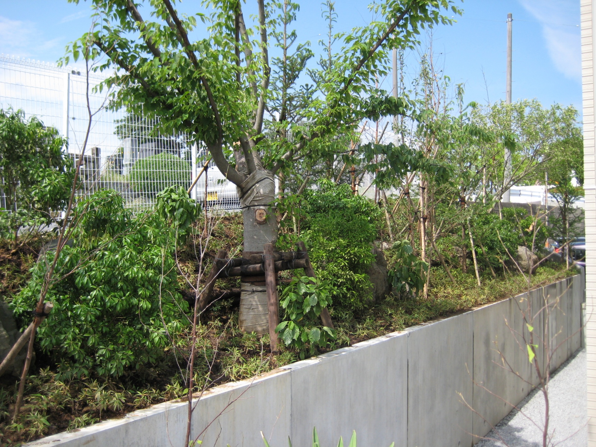 法面の土留めを兼ねた植栽　（郡山市）