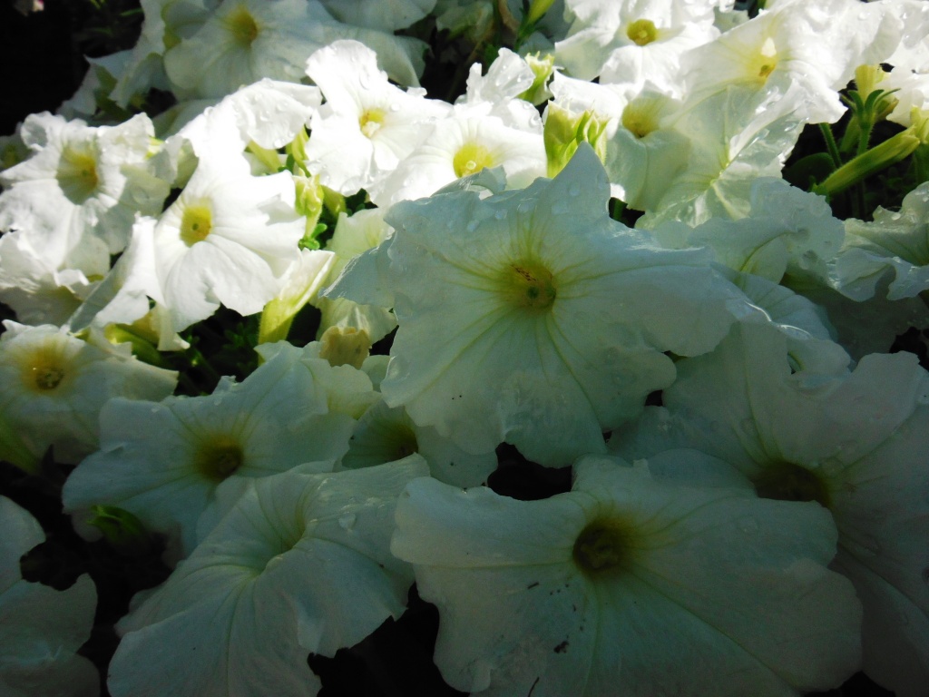 夏の花を植えました