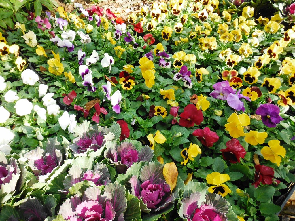 冬の花です