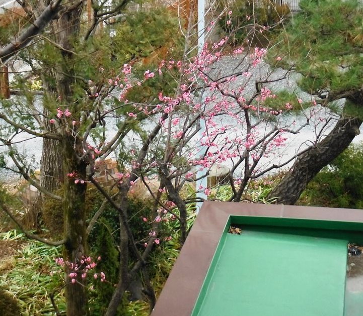 春の訪れを感じます