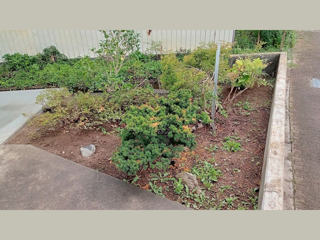 樹木　整理　庭