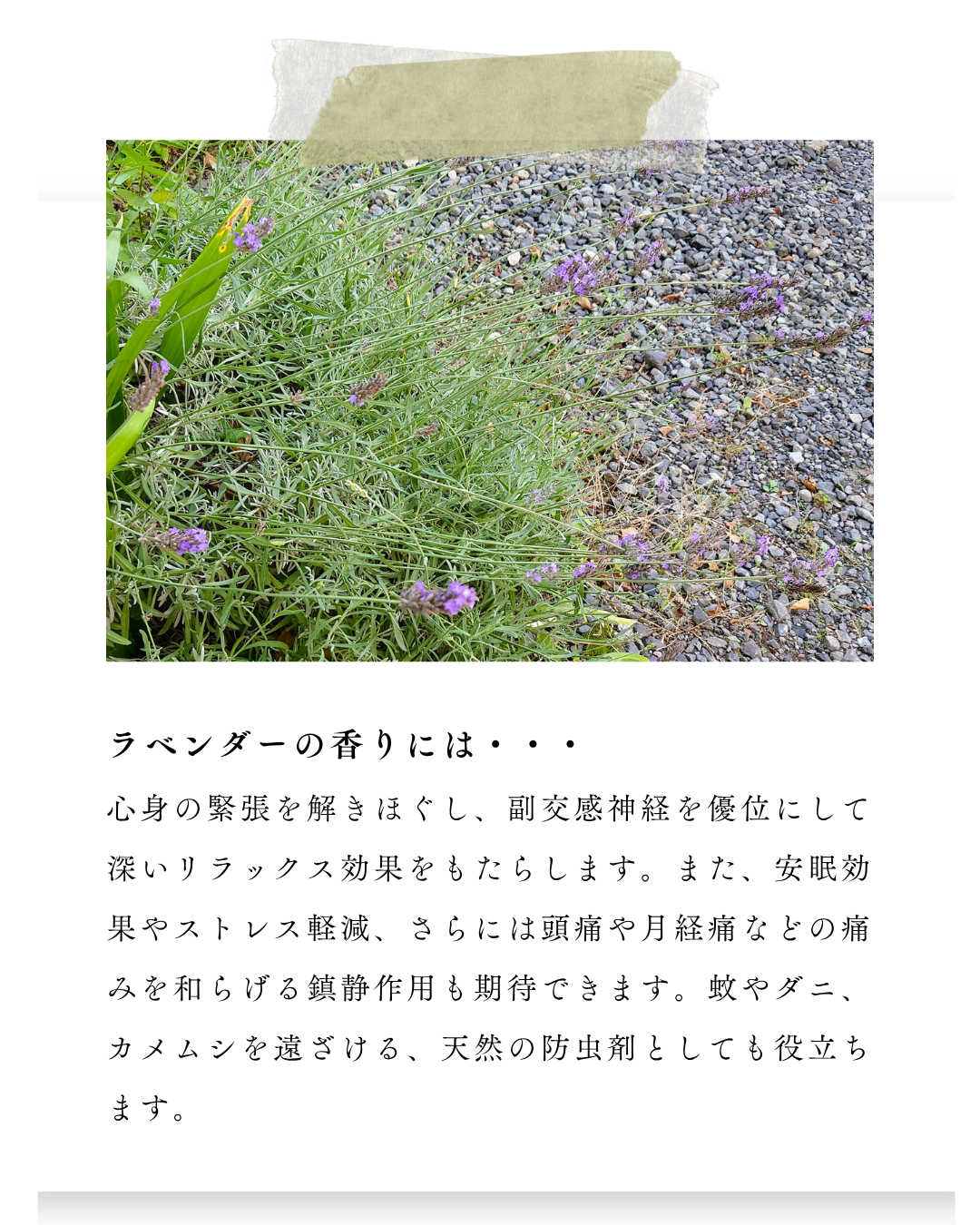 環境緑建　庭活　ガーデンセラピー